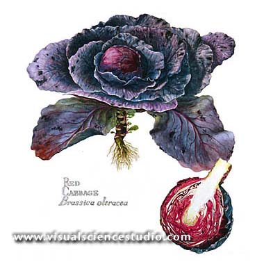 Cabbage Plant and Crossection