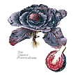 Cabbage Plant and Crossection