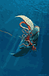 Deadly Struggle between Sperm Whale and Squid
