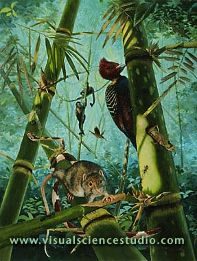 Central American Rain Forest with Many Animals