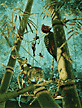 Central American Rain Forest with Many Animals