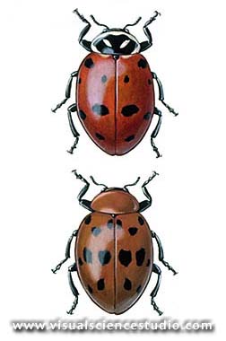 Two species of Ladybugs - habitus