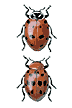 Two species of Ladybugs - habitus 